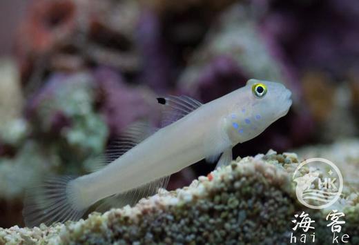 白虾虎 商品图3