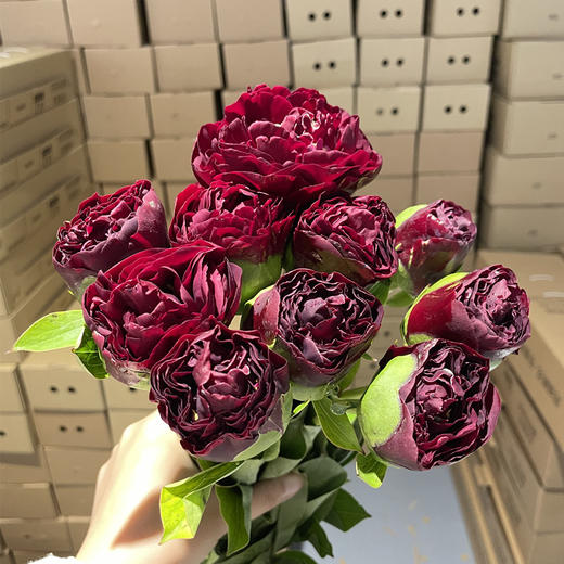 芍药花老忠诚5支 商品图12