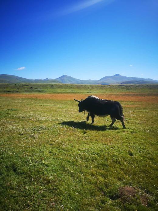 酱牦牛肉 新鲜现做500g 商品图6