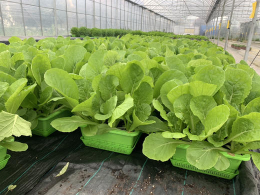 杭白菜(500g)穴植生态 商品图1