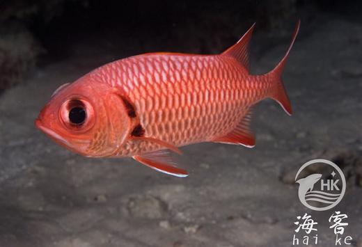 大目子 商品图3