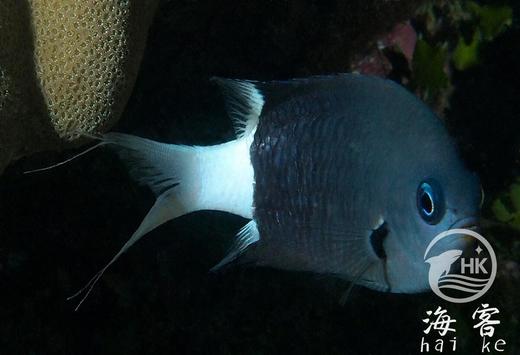 白尾么 商品图1