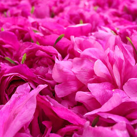 最美网格员1号xx