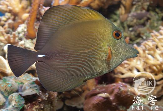 三角吊 商品图4