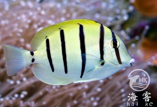 斑马吊 商品图1