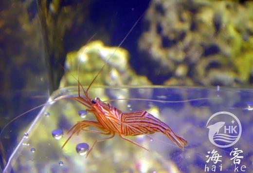 薄荷虾（吃垃圾葵） 商品图2