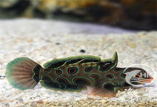 圆点青蛙 商品图2