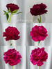 芍药花老忠诚5支 商品缩略图8