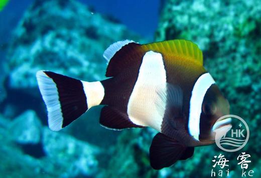 黑豹小丑 商品图1