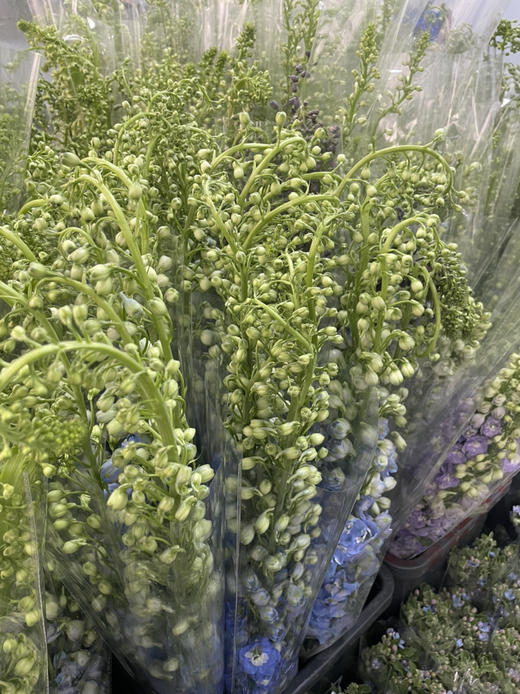 【国产】大飞燕  多色可选   约5枝/扎  约70公分 商品图7