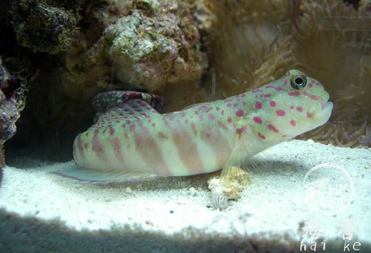 粉红点虾虎 商品图3