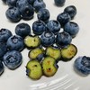 丨有机丨泊里蓝莓 基地现摘发货  蓝莓老爹16年的坚持 商品缩略图2