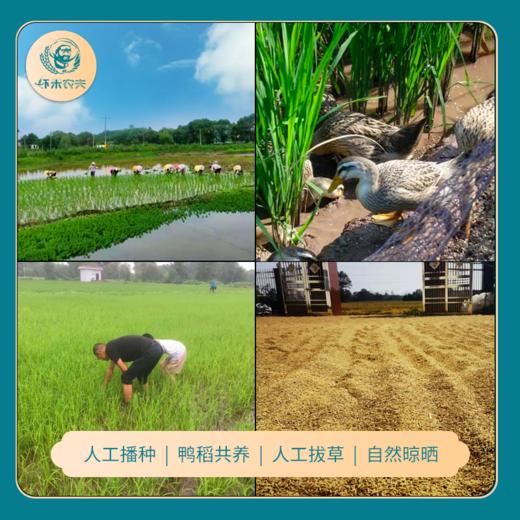 虾米农夫|鸭稻香米5KG（漏气属正常现象） 商品图2