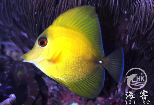 三角吊 商品图1