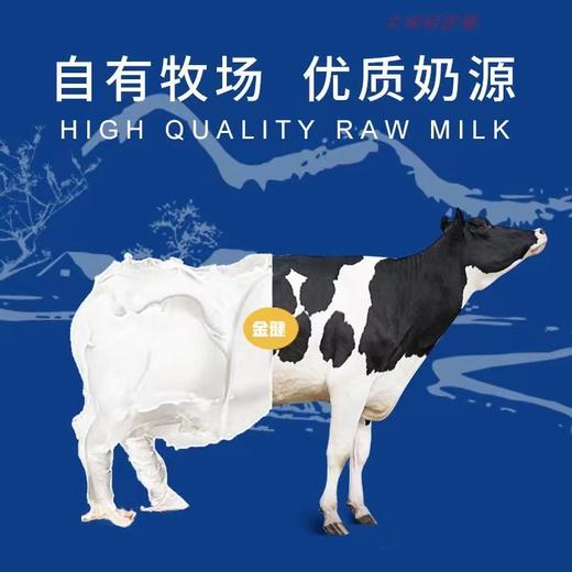 【金健】冰淇淋酸奶 12杯/箱 商品图2