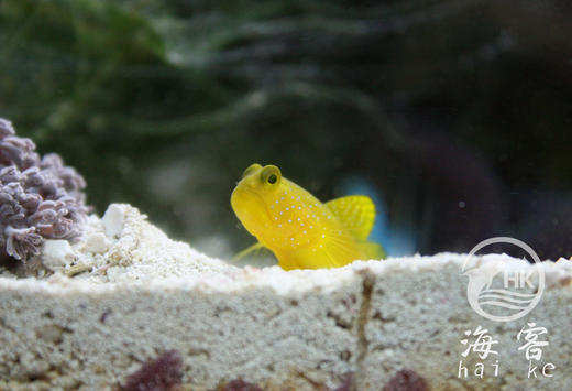 黄金虾虎 商品图2