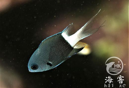 白尾么 商品图4