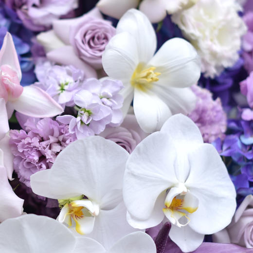 《会唱歌的紫精灵》高档蝴蝶兰郁金香紫色系韩式花束 商品图4