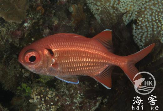 大目子 商品图4