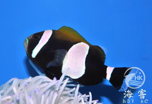 黑豹小丑 商品图0