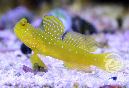 黄金虾虎 商品图0