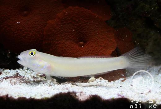 白虾虎 商品图2