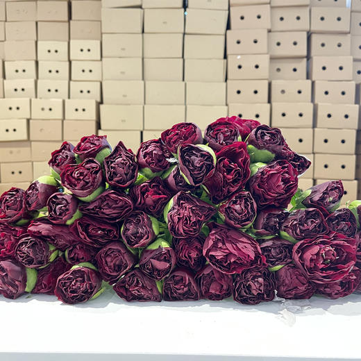 芍药花老忠诚5支 商品图11