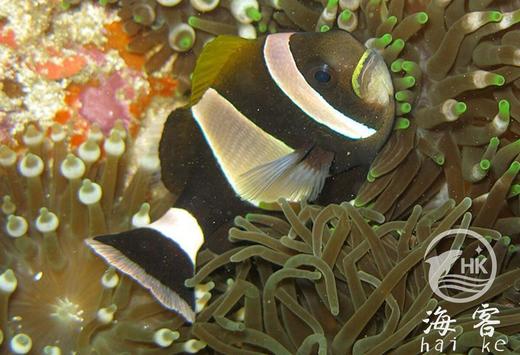 黑豹小丑 商品图3