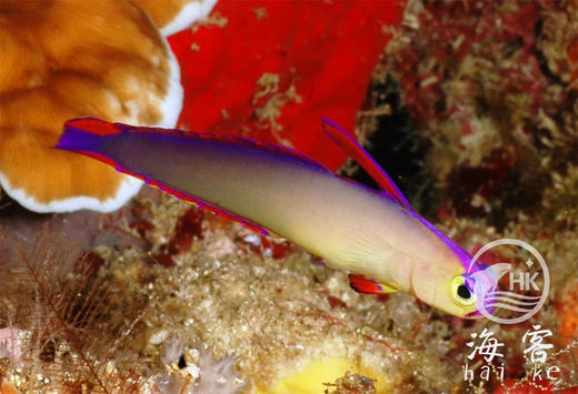 紫雷达 商品图4