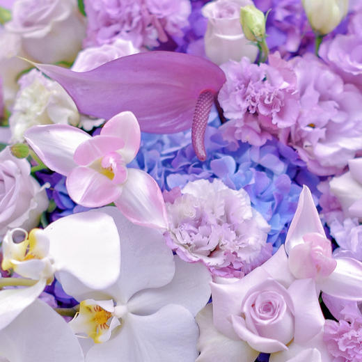 《会唱歌的紫精灵》高档蝴蝶兰郁金香紫色系韩式花束 商品图5