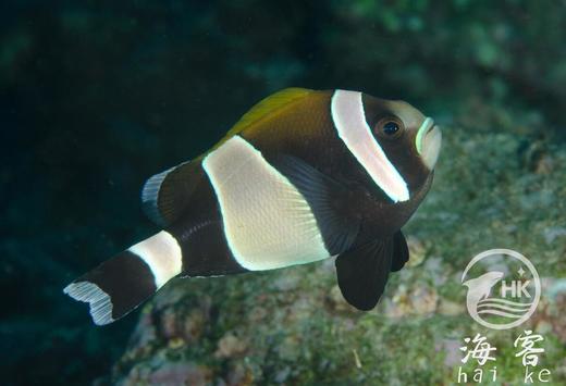 黑豹小丑 商品图4