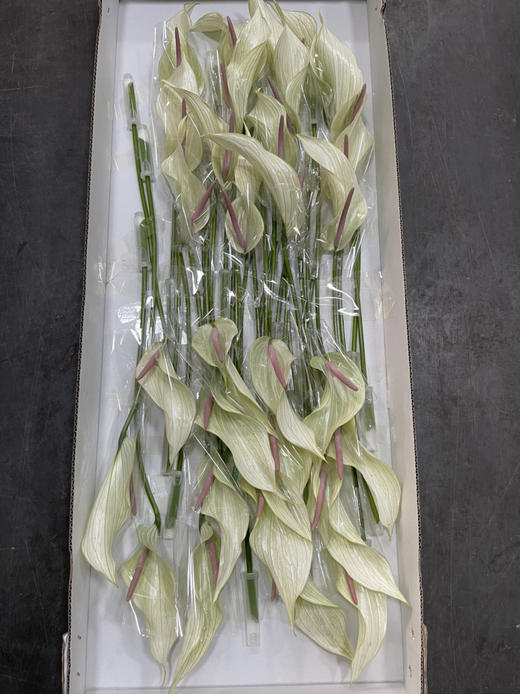 【绿光彩掌】鲁米娜 绿白掌 商品图11