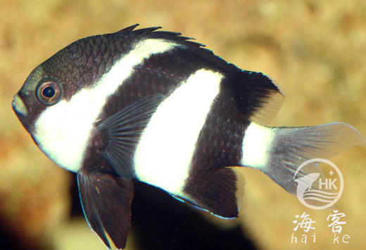 三间雀 商品图2