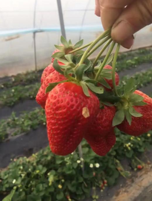 草莓园现摘草莓（自摘不配送）  【BC】【DN】 商品图3