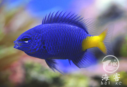 黄尾蓝么 商品图1
