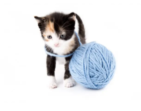 猫咪为什么喜欢玩毛线？