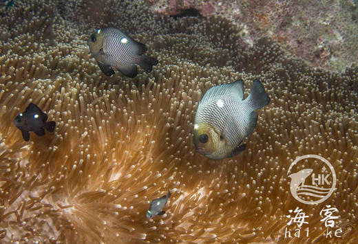 三点白 商品图0