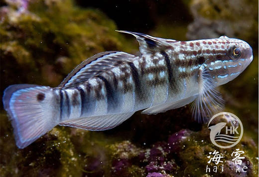 林哥虾虎 商品图1