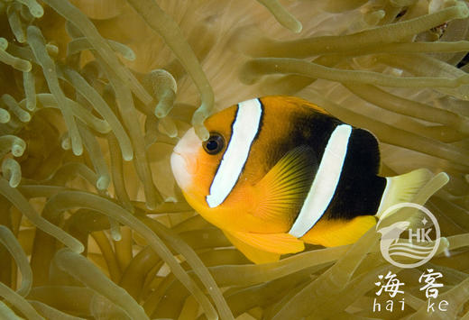 双带小丑 商品图3