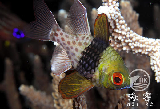 红眼玫瑰 商品图0