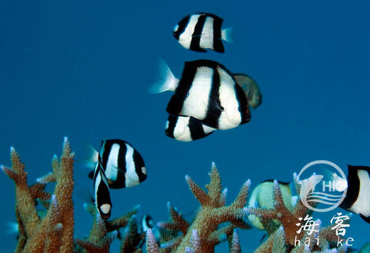 三间雀 商品图1