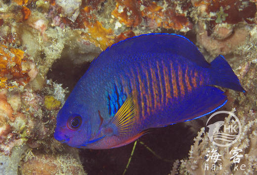 蓝闪电 商品图3