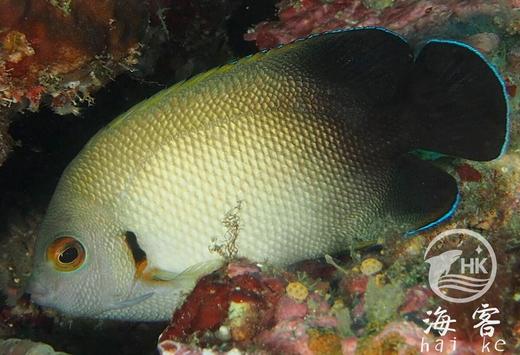 黑尾新娘 商品图3