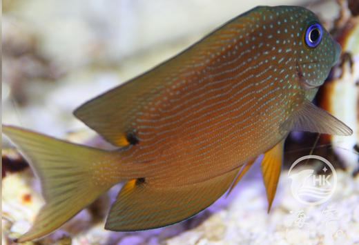 蓝眼食台吊 商品图0