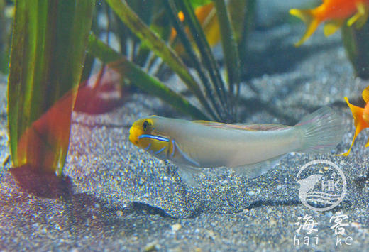 金头虾虎 商品图1