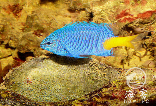 黄尾蓝么 商品图0