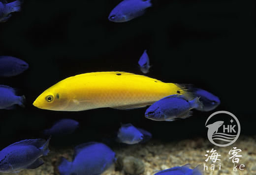 黄龙（翻沙） 商品图3