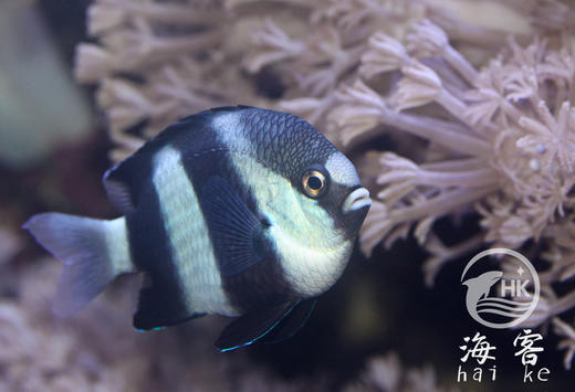 三间雀 商品图4