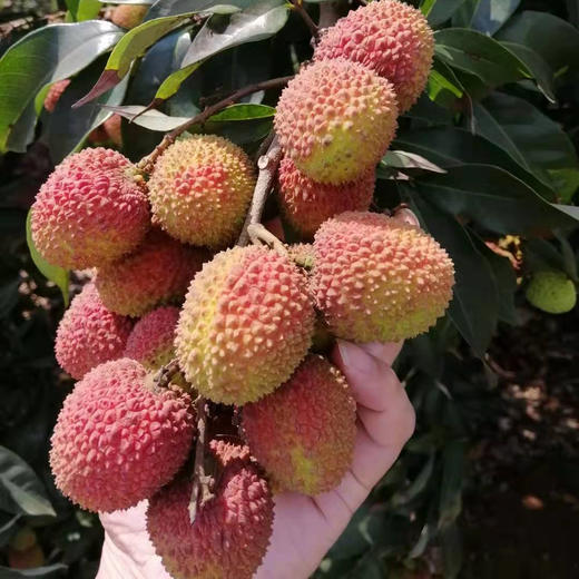 产地直发包邮火山村荔枝妃子笑45斤装