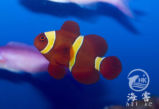 巴东金透红 商品图2